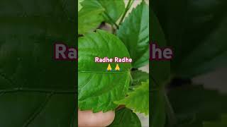 Zindgi ki raho metrending garden hindisong lovemusic ytshort plantsngardens [upl. by Haissi]