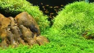 SuperWens 2012 Aquascape  quotPetrifiedquot [upl. by Esirehc]