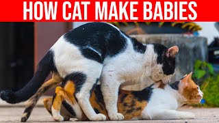 How Cat Make Babies Cat Mating All Cats [upl. by Malliw868]