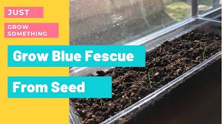 Start Blue Fescue From Seed  Seed Starting  Growing Grass  Ohio Zone 5 Gardening  Part One [upl. by Anilrats]