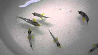 7 Wild Caught Four Eyed Butterflyfish Chaetodon capistratus from SeaLifeIncnet [upl. by Langille]