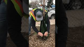 Tree Care Tip 4 Water Bags Tutorial [upl. by Karel]