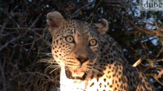 Leopard Calls CloseUp View HD [upl. by Danila]