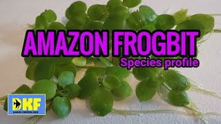 Amazon Frogbit  species profile [upl. by Vandyke647]