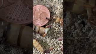 ameisen ameisenfarm ameisenhaltung ameisenkolonie ameisenhaufen ants antsoftiktok antlover [upl. by Akyre]