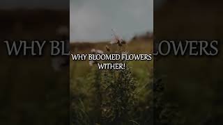 Why Bloomed Flowers Wither  Sagari Tharanga Wijesundara [upl. by Edric]