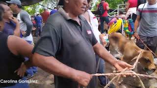 el tianguis el comercio de ganado en Aguilares en el salvador [upl. by Corin]