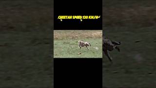 The fastest animal in the world trending shorts animals wildlife cheetah peregrinefalcon [upl. by Aicilyt]