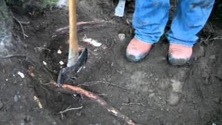 Stump Removal Holistic Approach [upl. by Eramat]