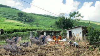 The Process Of Renovating Free Range Pig Farms  Hung Trieu Farm [upl. by Maryanna]