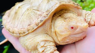 AMAZING Albino Turtles Albino Snapping and Painted Turtles with Charlie Moorcroft [upl. by Ynnal]