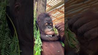 Orangutans Unlikely Friendship with a WHAT [upl. by Tuneberg]