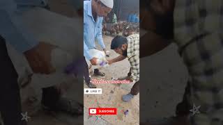 Castration in a Goat Bloodless Castration in animals Burdizzo castration नसबंदी [upl. by Artied]