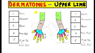 Trick to remember permanently Dermatomes of upper limb [upl. by Eidnac250]