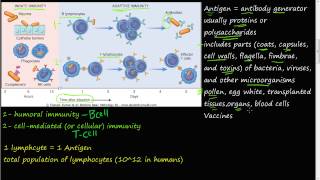 A Level Biology Revision quotT Lymphocytes and CellMediated Immunityquot [upl. by Niccolo]