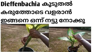 Dieffenbachia easy propagation method Dieffenbachia കൂടുതൽ കരുത്തോടെ വളരാൻ ഇങ്ങനെ നട്ടു നോക്കൂ 🍀🍀 [upl. by Onyx]