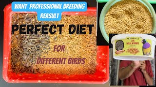 Proper Seed Mix for Proper Nutrition of your Exotic Birds  Proper Ratio to Use Seed Mix [upl. by Morrison180]