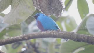 Turquoise Cotinga call Cotinga ridgwayi [upl. by Gnim]