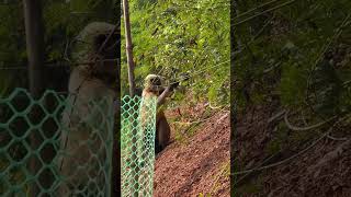 Hanuman langur consuming Senegalia pennata hanuman langur foodplants wildlife [upl. by Bell878]