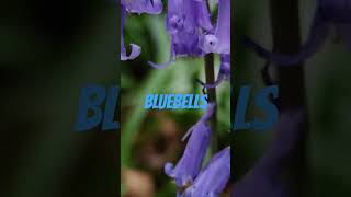 Bluebells OAAWTJ [upl. by Packer]