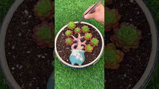 Good idea decoration planting succulents in pot shorts [upl. by Lazarus]