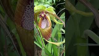 Ever seen a pitcher plant up close shorts pitcherplant [upl. by Chessa53]