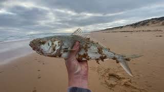 Beautiful winter arvo chasing Australian Salmon at Cape Woolamai Surf Beach [upl. by Durwood]