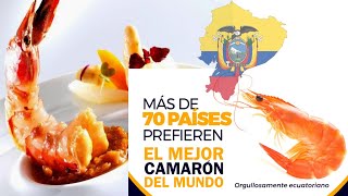 Ecuador es el mayor exportador de camarón del mundo [upl. by Ahtan]