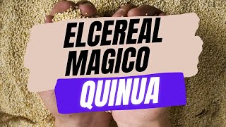 EL CEREAL MAS COMPLETO ¡Descubre los increíbles beneficios de la quinua [upl. by Klemperer126]