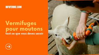 Vermifuges pour moutons🐏  tout ce que vous devez savoir Infofermecom [upl. by Honora176]