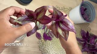 How to Propagate Wandering Jew PlantInch PlantTradescantia Zebrina [upl. by Yrret]