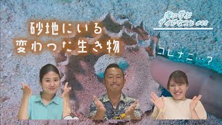 【週刊テレビあがんにゃ】10月の海に学ぶダイジなこと！こんなところに？！なんだこりゃ！『砂地の変わった生き物』！ [upl. by Aym]