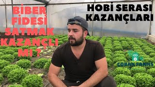 Hobi Seramızdan Kazanım Sağlamak  Marullarımızı Hasat Ettik  Biber Fidesi Kazançlı Mı [upl. by Tomkin]