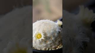 Mammilaria Plumosa 💓 🌵 cactoseplantassuculentas [upl. by Caneghem]