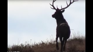 Archery Elk Hunting with Russ Meyer  Big Bull Down [upl. by Ahsercal]