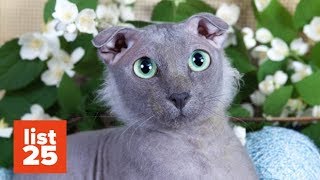 25 Most BIZARRE Cat Breeds Ever [upl. by Secundas]