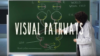 Neuroanatomy S1 E6 Visual Pathways neuroanatomy ubcmedicine [upl. by Neyuq83]