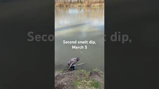 WDFW opened second smelt dip on March 5 2024 fishing cowlitz fish outdoors washington fish [upl. by Kieryt]