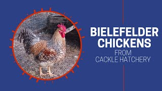 Bielefelder Chicken  Cackle Hatchery [upl. by Ainala]