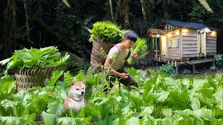 900 days in forest Plant papaya vegetables tomatoes harvest for sale build nests for chickens [upl. by Jerrie240]