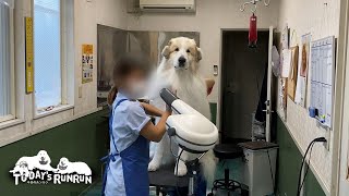 リボンを付けたのにベルに取られてしまったルンルンとアランです Great Pyrenees グレートピレニーズ [upl. by Spiers157]