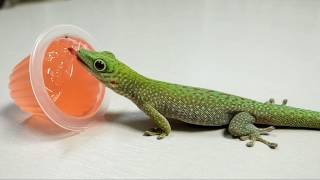 Phelsuma kochi né dans nos locaux [upl. by Amjan860]