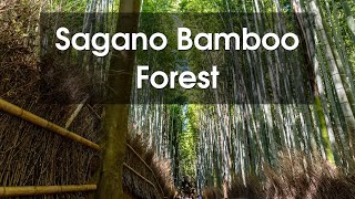 Kyotos Serene Sanctuary The Sagano Bamboo Forest [upl. by Diver]