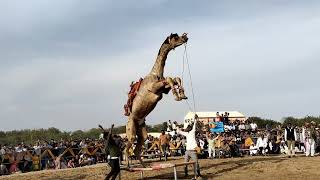 camel festival 2022 Bikanercamel dance 🩰🩰🩰 [upl. by Cope]