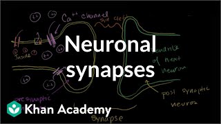 Neuronal synapses chemical  Human anatomy and physiology  Health amp Medicine  Khan Academy [upl. by Camey]