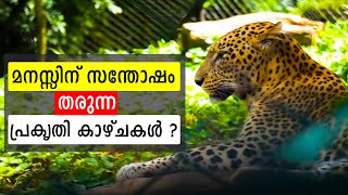 മനസ്സിന് സന്തോഷം തരുന്ന കാഴ്ചകൾ കണ്ടാലോ   Trivandrum  Nature  Wildlife [upl. by Sheff]