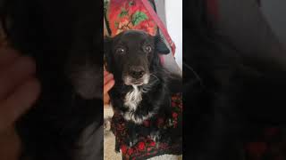 How Can I Treat The Cysts On My Dog  This Morning [upl. by Siffre665]