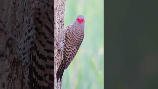 Northern Flicker  Calling for its mate [upl. by Karie]