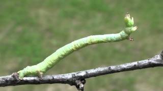 Elm Spanworm Moth Caterpillar Geometridae Ennomos subsignaria on Twig [upl. by Grizel140]