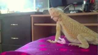 Bearded Dragon showing off  trying to look hot for her man [upl. by Elyrad]